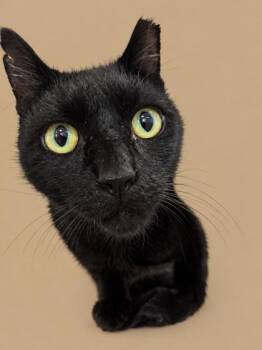Wilder 1536-26 -  Domestic Short Hair Cat for Adoption in Cumming, Georgia - Wilder 1536-26 | PetCurious