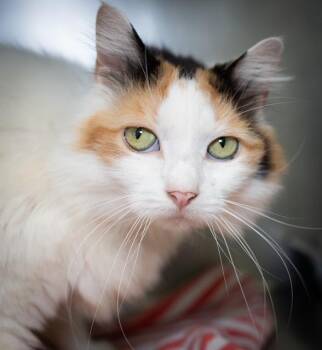 GOSSIP GIRL -  Domestic Medium Hair Cat for Adoption in Boston, Massachusetts - GOSSIP GIRL | PetCurious