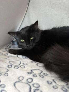 NUBIE -  Domestic Medium Hair Cat for Adoption in Delson, Quebec - NUBIE | PetCurious