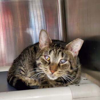 Rescue Domestic Short Hair Cats for Adoption in Jersey City, New Jersey - Gus | PetCurious