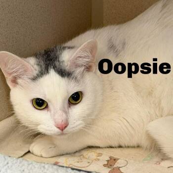 Domestic Short Hair Cats Available for Adoption in Gladstone, Michigan - Oopsie 260298 | PetCurious