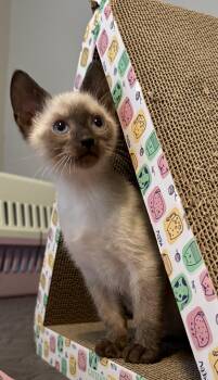 Merv -  Siamese Cat for Adoption in Kimberlin Heights, Tennessee - Merv | PetCurious