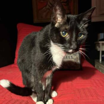 Rescue Domestic Short Hair Cats for Adoption in Hampton Bays, New York - Saxby | PetCurious