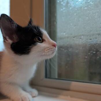 Jose -  Turkish Van and Domestic Short Hair Cat for Adoption in Liverpool, Texas - Jose | PetCurious