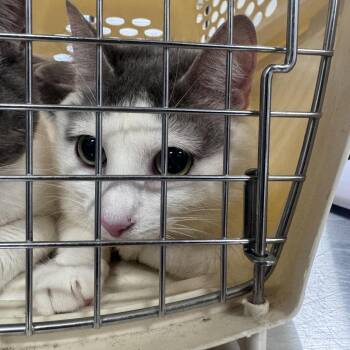 Domestic Short Hair Cats Available for Adoption in Newark, New Jersey - Popeye | PetCurious