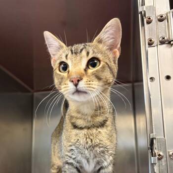 Domestic Short Hair Cats Available for Adoption - Tiger | PetCurious