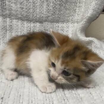 Domestic Medium Hair Cats Available for Adoption in Austin, Texas - FloofySnuggleBuggle | PetCurious