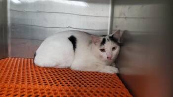 OTHO -  Domestic Short Hair Cat for Adoption in Aurora, Illinois - OTHO | PetCurious