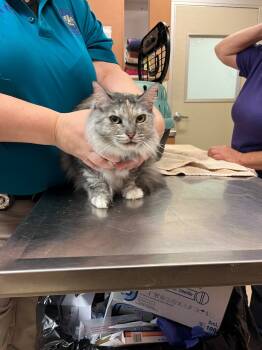 Rescue Domestic Long Hair Cats for Adoption in Bossier City, Louisiana - Fluffy | PetCurious