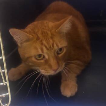 Moose -  Domestic Short Hair Cat for Adoption in Norman, Oklahoma - Moose | PetCurious