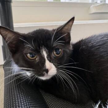 Biggie Bite -  Domestic Short Hair Cat for Adoption in Gloucester, Virginia - Biggie Bite | PetCurious