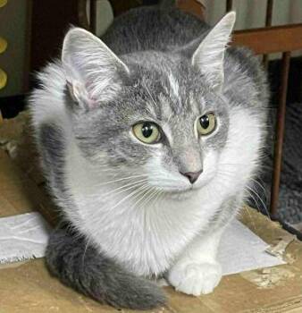 Rescue American Shorthair Cats for Adoption in Philippi, West Virginia - Ova | PetCurious