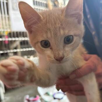 Flounder -  Domestic Short Hair Cat for Adoption in Wilmington, Delaware - Flounder | PetCurious