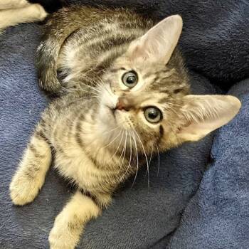 Rescue Domestic Short Hair Cats for Adoption in Austin, Texas - Triple Threat | PetCurious