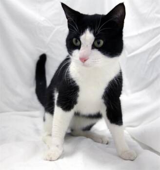 Domestic Short Hair Cats Available for Adoption - DUFF | PetCurious
