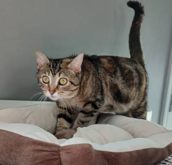 Rescue Domestic Short Hair Cats for Adoption in Dickson, Tennessee - Paris | PetCurious