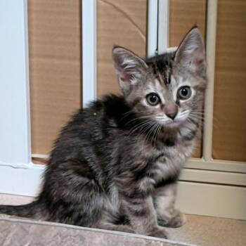 Espresso -  Domestic Short Hair Cat for Adoption in West Olive, Michigan - Espresso | PetCurious