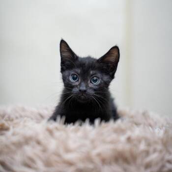 Hobson -  Domestic Short Hair Cat for Adoption in Gainesville, Georgia - Hobson | PetCurious