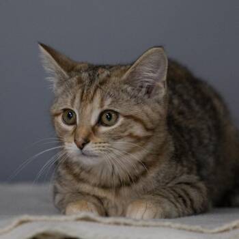 Domestic Short Hair and Mixed Breed Cats Available for Adoption in Madisonville, Kentucky - Vivian | PetCurious