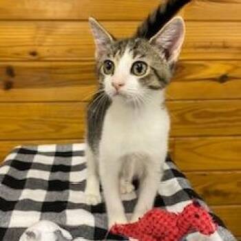 Rescue Tabby Cats for Adoption in Southern Pines, North Carolina - Silver (and Gold) Bonded Pair Of Brothers Ready For Snuggling An | PetCurious