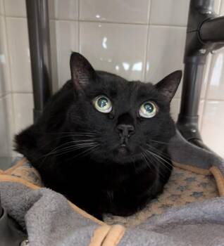 Wynona -  Domestic Short Hair Cat for Adoption in Healdsburg, California - Wynona | PetCurious