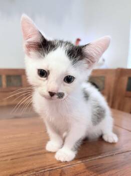 Pete -  Domestic Short Hair Cat for Adoption in Frisco, Texas - Pete | PetCurious