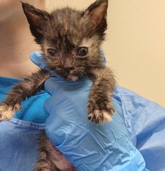 Lillipad -  Domestic Short Hair Cat for Adoption in Kennewick, Washington - Lillipad | PetCurious