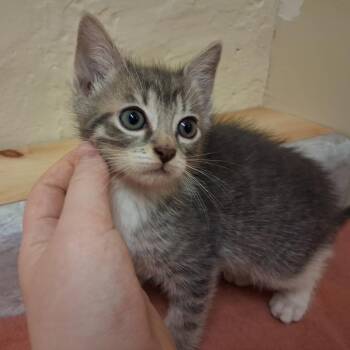 Spike -  Domestic Short Hair Cat for Adoption in Middlebury, Vermont - Spike | PetCurious