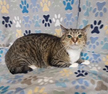 JoJosephine -  Domestic Short Hair Cat for Adoption in Wabash, Indiana - JoJosephine | PetCurious