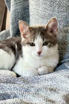 Salami -  Domestic Short Hair Cat for Adoption in Cincinnati, Ohio - Salami | PetCurious