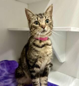 Rescue Domestic Short Hair Cats for Adoption in Frankfort, Kentucky - Santana | PetCurious