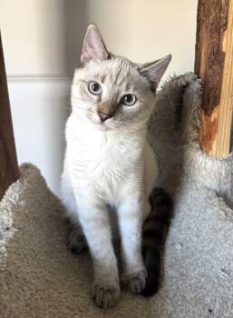 Willie -  Siamese Cat for Adoption in Bentonville, Arkansas - Willie | PetCurious