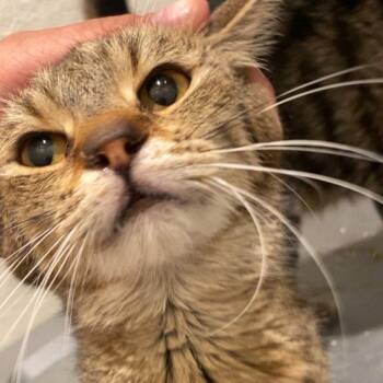 Athena Moon -  Domestic Short Hair Cat for Adoption in Park City, Utah - Athena Moon | PetCurious