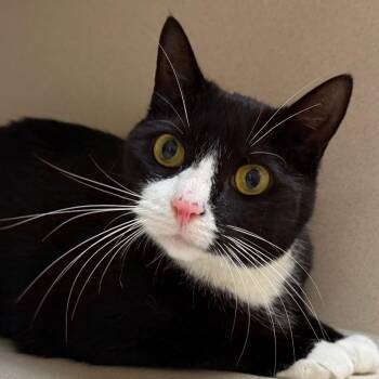 Ruby Sue -  Domestic Short Hair Cat for Adoption in Ballston Spa, New York - Ruby Sue | PetCurious