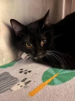 Domestic Short Hair Cats Available for Adoption - Kit Kat | PetCurious