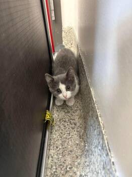Green Apple -  Domestic Short Hair Cat for Adoption in Van Wert, Ohio - Green Apple | PetCurious