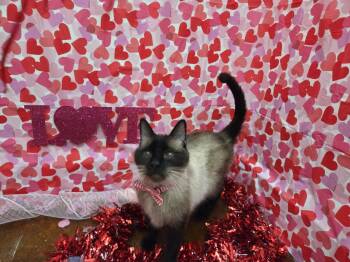 Diesel -  Siamese and Domestic Short Hair Cat for Adoption in Magnolia Springs, Alabama - Diesel | PetCurious