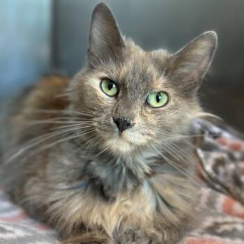 Pink -  Domestic Long Hair Cat for Adoption in Matteson, Illinois - Pink | PetCurious