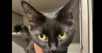 Coraline -  Domestic Medium Hair Cat for Adoption in Dayton, Minnesota - Coraline | PetCurious