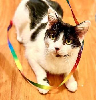 Domestic Short Hair Cats Available for Adoption in Reston, Virginia - Priscilla | PetCurious