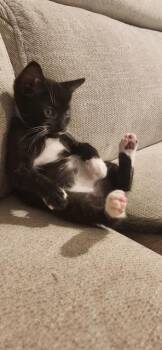 Domestic Short Hair Cats Available for Adoption - MAXIE | PetCurious