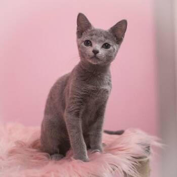 Azure -  Russian Blue and British Shorthair Cat for Adoption in St. Augustine, Florida - Azure | PetCurious