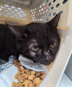 Calcite -  Domestic Short Hair Cat for Adoption in Westland, Michigan - Calcite | PetCurious