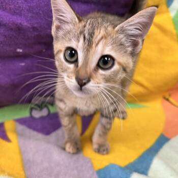 Nebula -  Domestic Short Hair Cat for Adoption in Bear, Delaware - Nebula | PetCurious