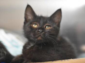 Cerulean -  Domestic Short Hair Cat for Adoption in Portland, Oregon - Cerulean | PetCurious