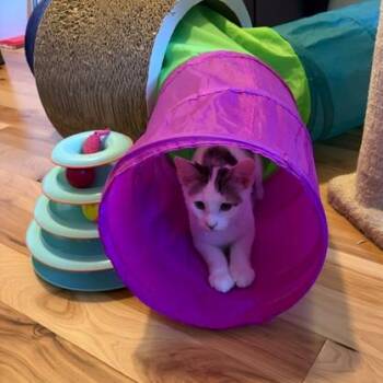 Wren -  Domestic Short Hair Cat for Adoption in Washougal, Washington - Wren | PetCurious