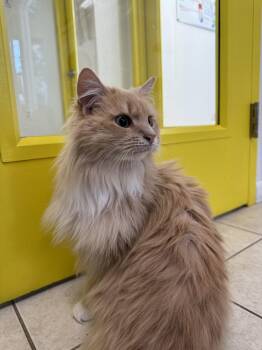 Domestic Long Hair Cats Available for Adoption - Miss Frizzle | PetCurious