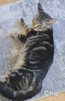 Rescue Tabby Cats for Adoption in Fort Erie, Ontario - Chip | PetCurious