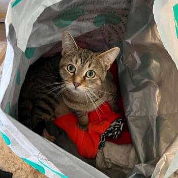 Domestic Short Hair Cats Available for Adoption in Royal Oak, Michigan - Rocket | PetCurious