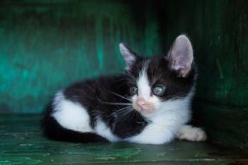 Domestic Short Hair Cats Available for Adoption in San Antonio, Texas - Miguel | PetCurious